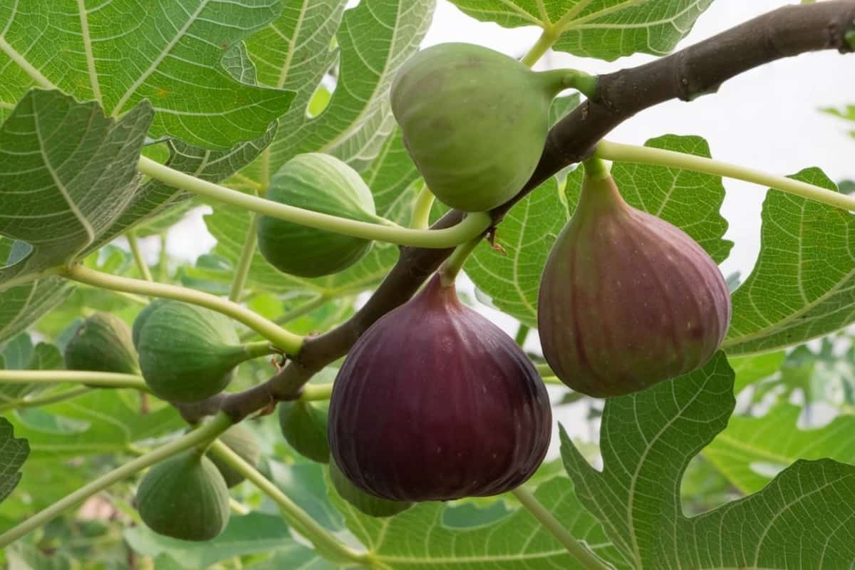  South African organic fig Purchase Price + Sales In Trade And Export 