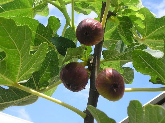  South African organic fig Purchase Price + Sales In Trade And Export 