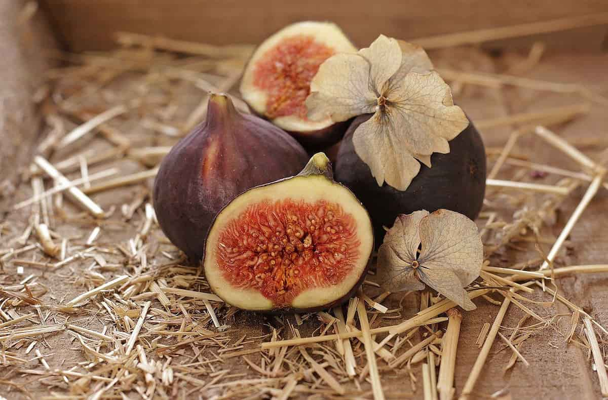  South African organic fig Purchase Price + Sales In Trade And Export 