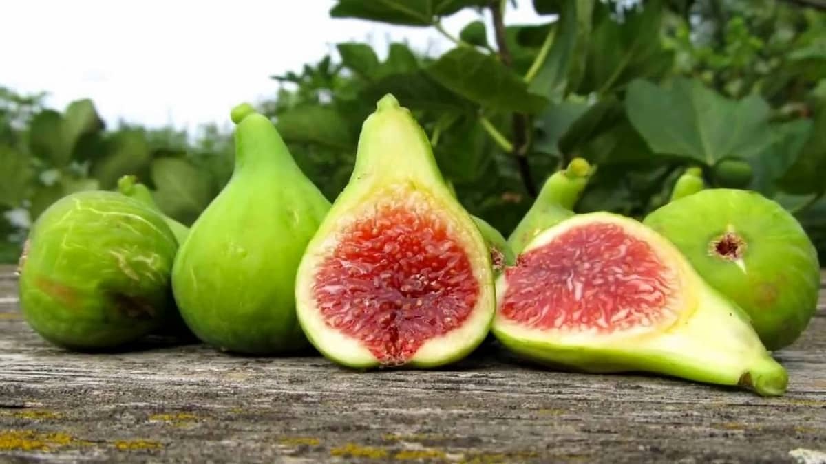  South African organic fig Purchase Price + Sales In Trade And Export 