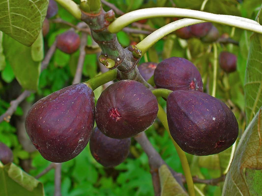  South African organic fig Purchase Price + Sales In Trade And Export 