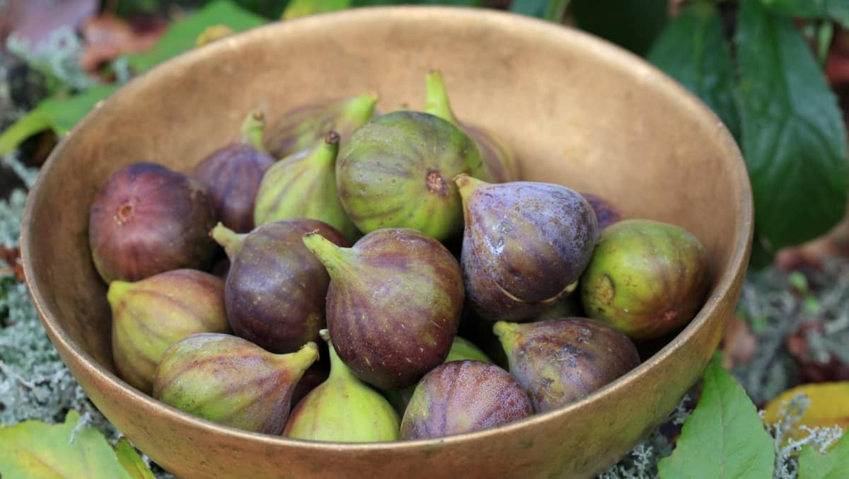  South African organic fig Purchase Price + Sales In Trade And Export 