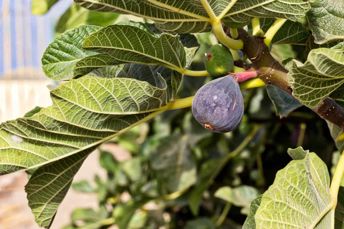  Buy The Best Types of Arab figs At a Cheap Price 