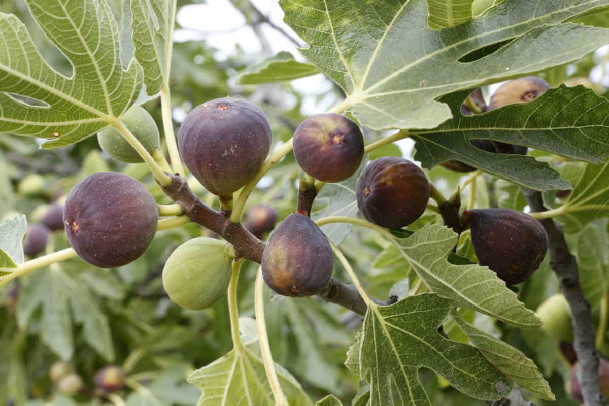  Buy The Best Types of Arab figs At a Cheap Price 