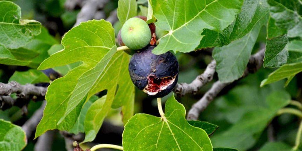  Buy The Best Types of pollinated wasps figs At a Cheap Price 