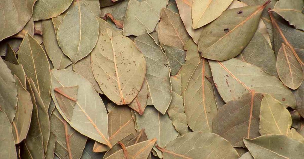  What Is fig leaves + Purchase Price of fig leaves 