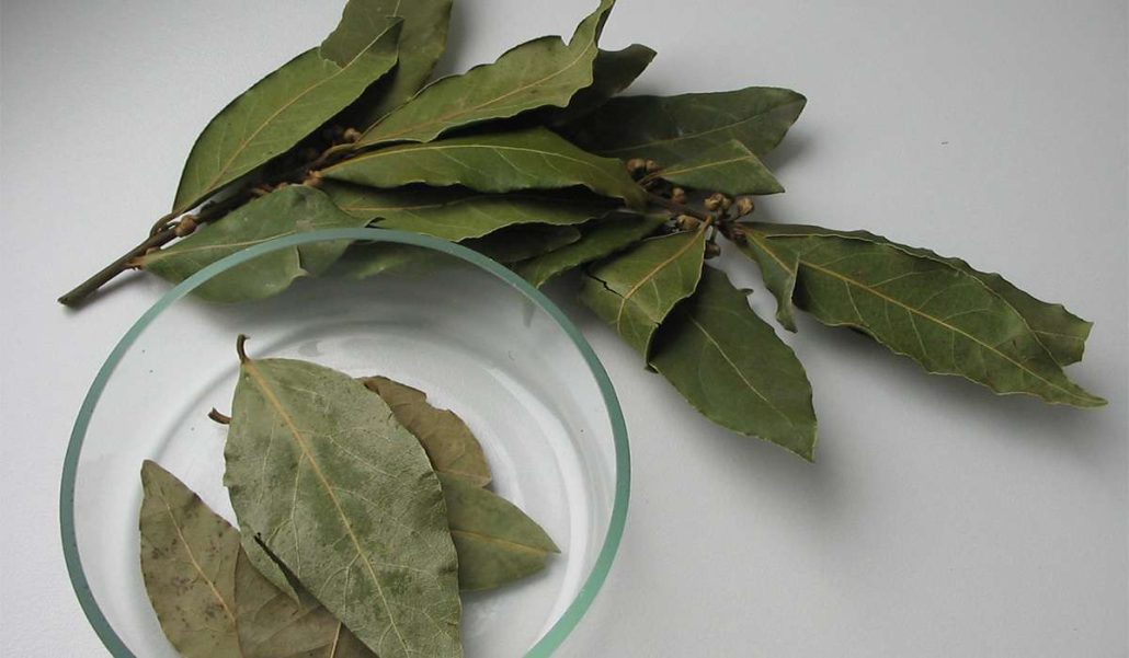  What Is fig leaves + Purchase Price of fig leaves 