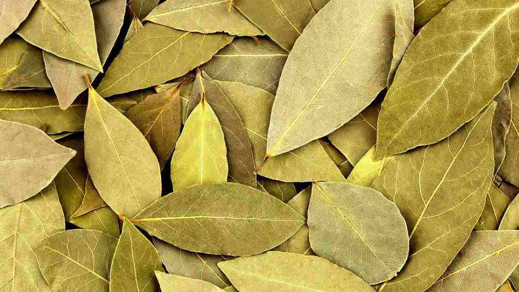  What Is fig leaves + Purchase Price of fig leaves 