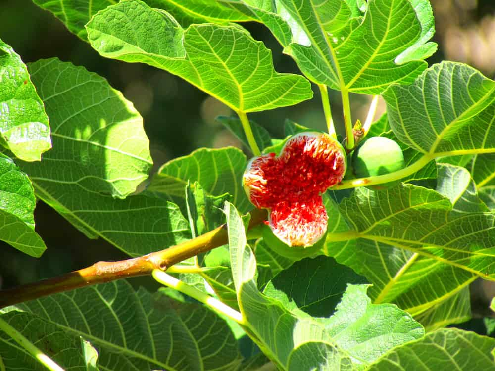  Buy dry fig fruit Types + Price 