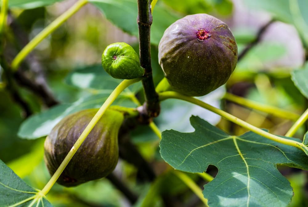  Buy dry fig fruit Types + Price 