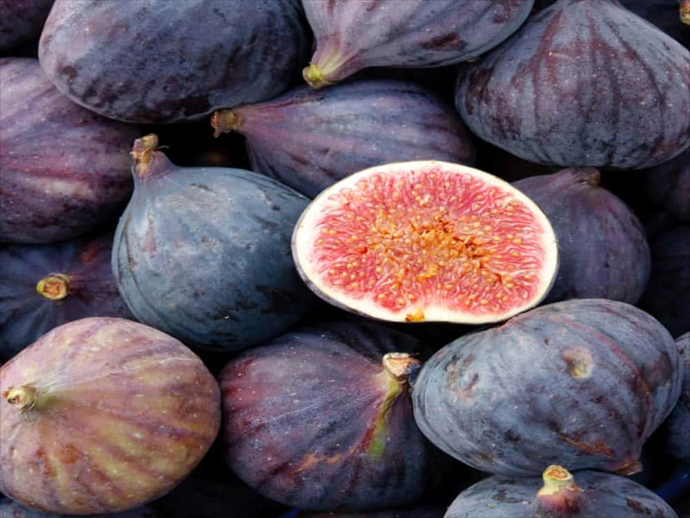  Buy dry fig fruit Types + Price 