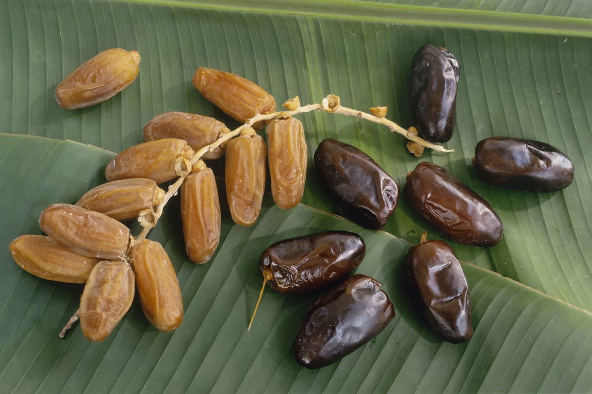  Dried figs vs dates nutrition facts 