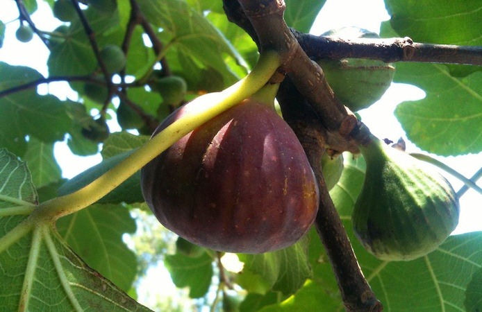  The Price of Dried Turkish Fig from Production to Consumption 