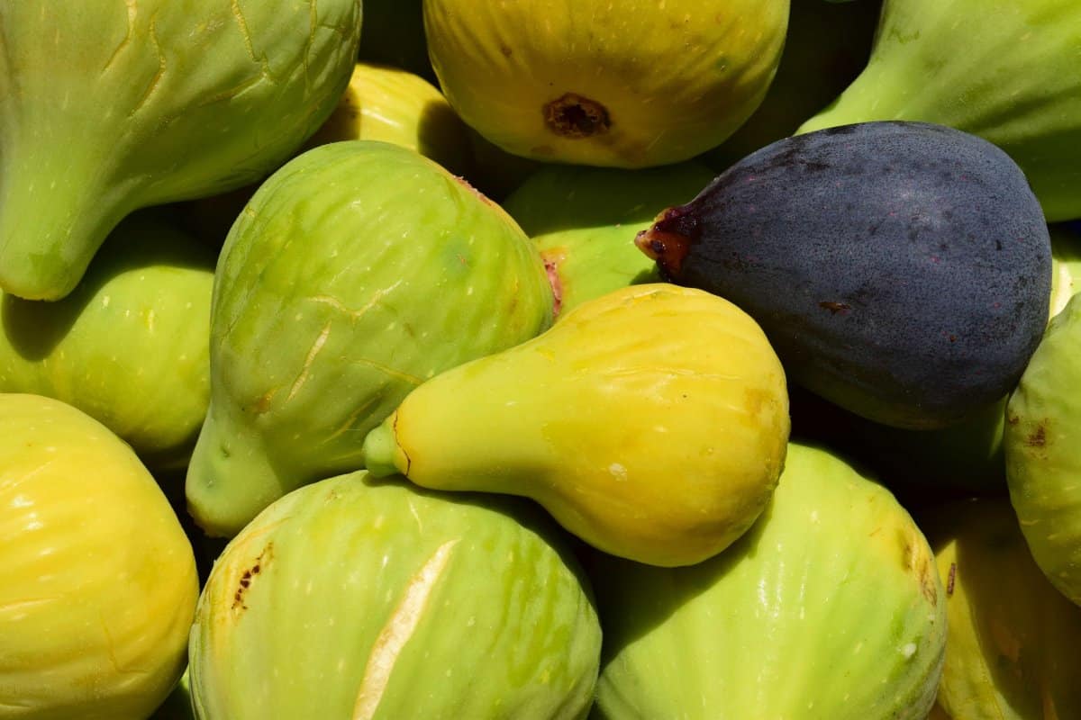  Green Figs Price 