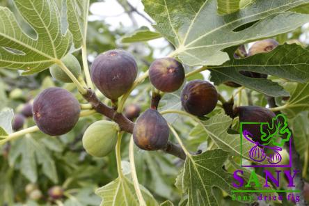 Price and purchase dried fig black inside with complete specifications