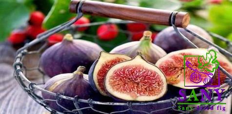 dried white fig price list wholesale and economical